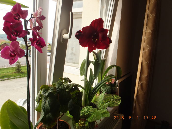 S0148015 (01-05-2015) - Flori apartament 2015
