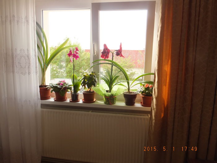 S0158017 (01-05-2015) - Flori apartament 2015