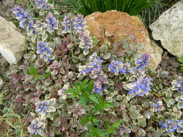 ajuga reptans - Luna mai in gradina si ghivece