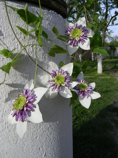 Vienetta - Clematite 2015