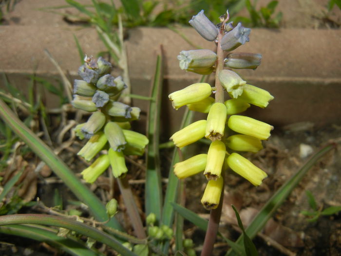 Muscari Golden Fragrance (2015, Apr.20)