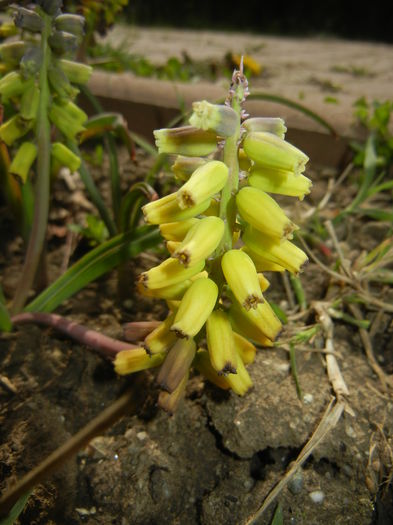 Muscari Golden Fragrance (2015, Apr.20)