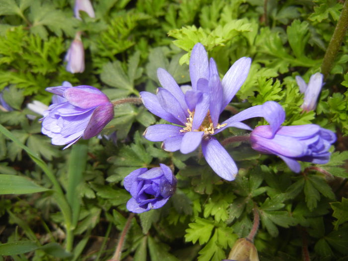 Anemone Blue Shades (2015, April 20) - Anemone Blue Shades