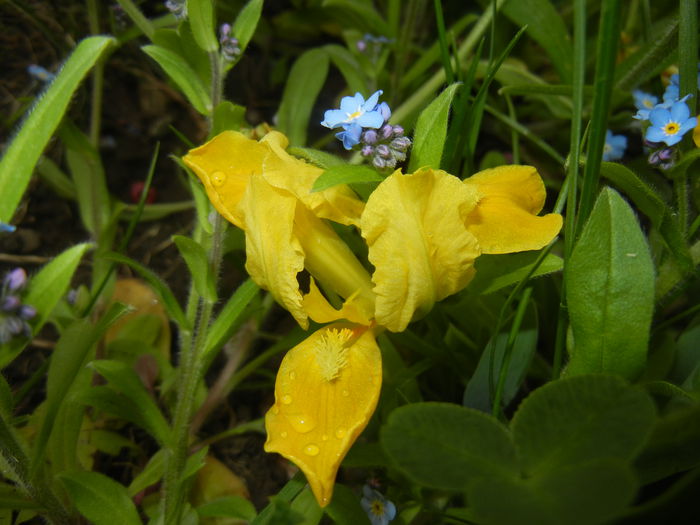 Iris pumila Yellow (2015, April 21) - Iris pumila Yellow