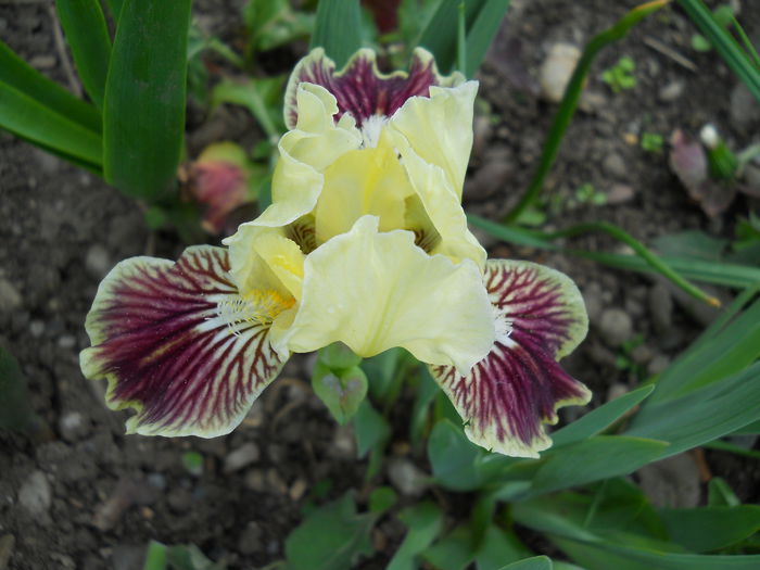 DSCN6134 - iris 2015