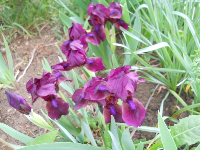 chery garden - iris 2015