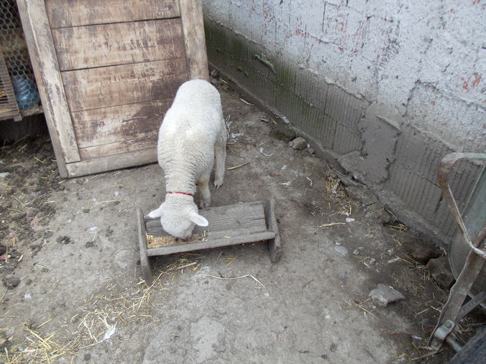 DSCF2755 lola, aproape 2 luni (2)