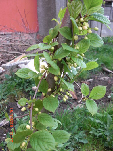 schisandra imbobocita2 - Gradina Casa si Plante Rare sau Deosebite pentru Sanatate