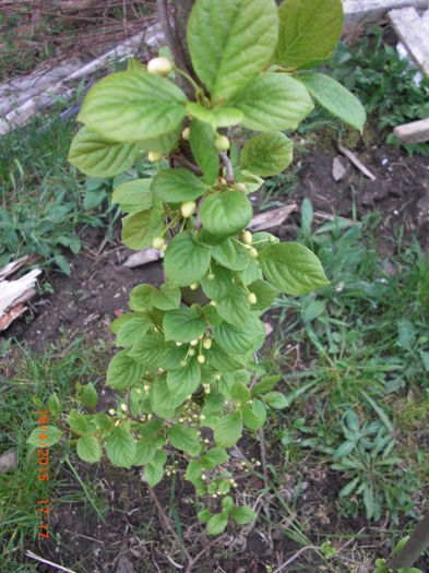 schisandra imbobocita1