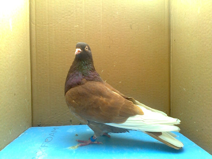 ROLLER DE BIRMINGHAM