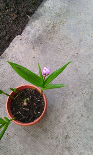 bletilla striata roz - orhidee