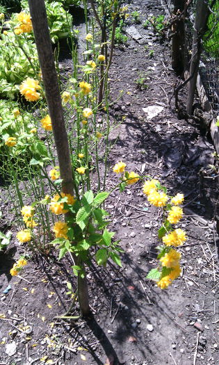 IMG_20150503_130810[1] - In gradina mea