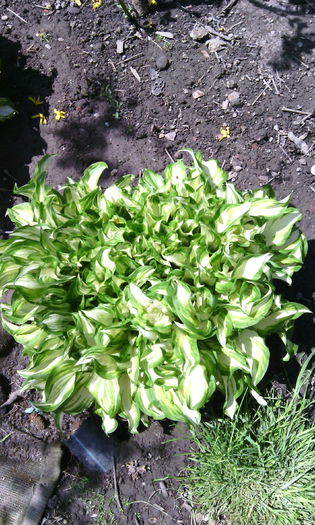 IMG_20150503_130826[1] - In gradina mea