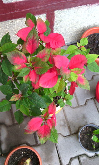 IMG_20150503_083313[1] - poinsettia