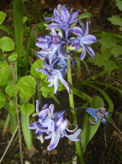 Hyacinth Isabelle (2015, April 21)