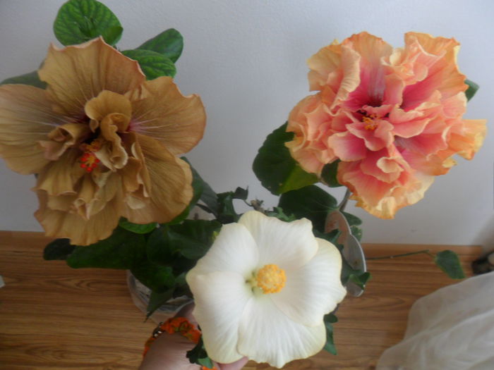 SAM_4823 - hibiscusi 2015-2