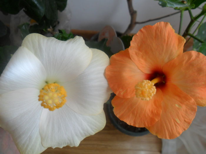 SAM_4826 - hibiscusi 2015-2