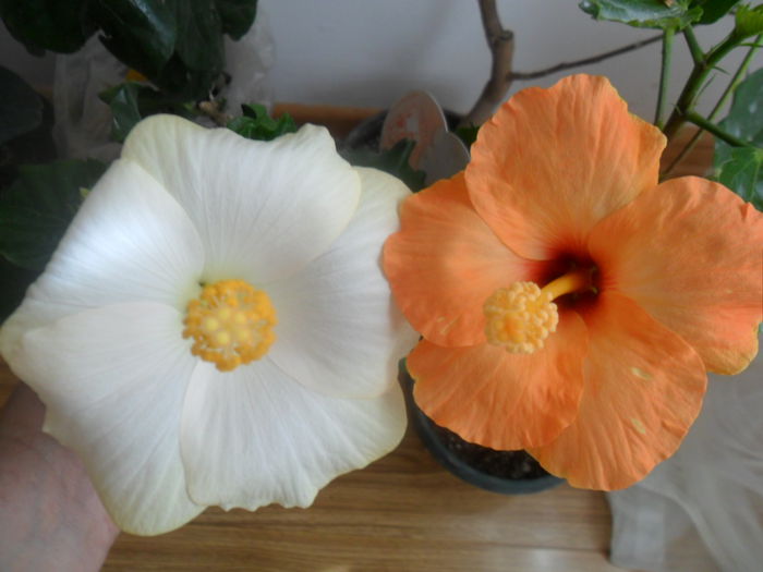 SAM_4827 - hibiscusi 2015-2