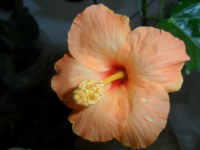 SAM_4829 - hibiscusi 2015-2