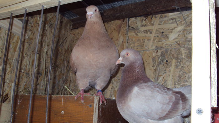 DSC06866 - 0 DE PRIN_VOLIERA