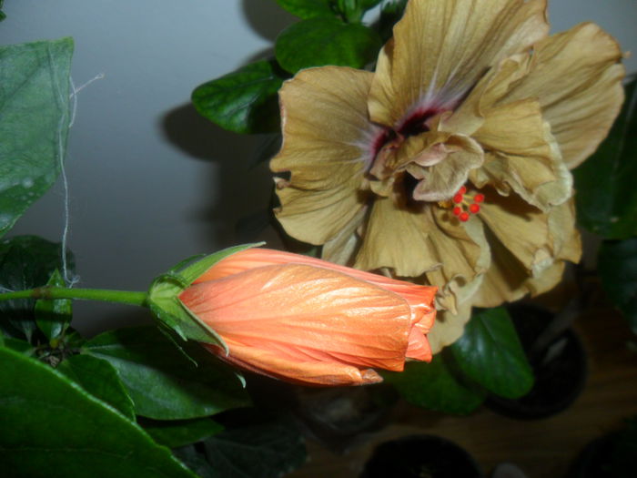 SAM_4830 - hibiscusi 2015-2