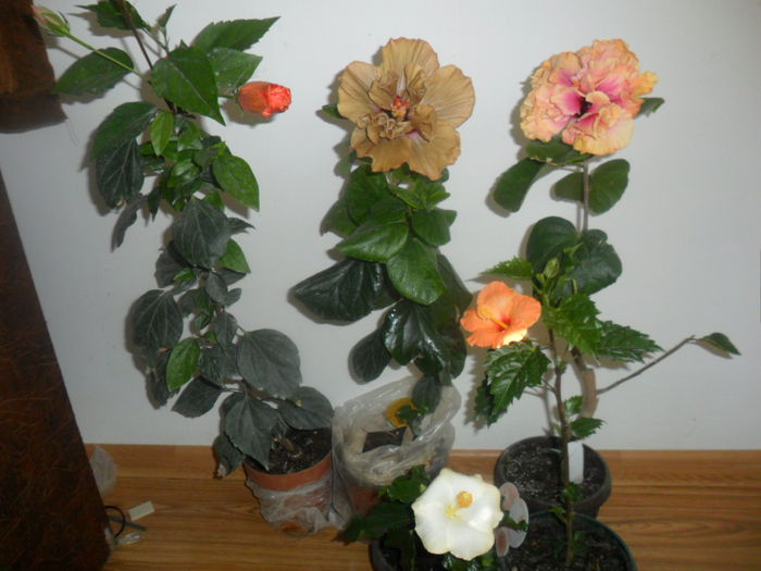 SAM_4831 - hibiscusi 2015-2