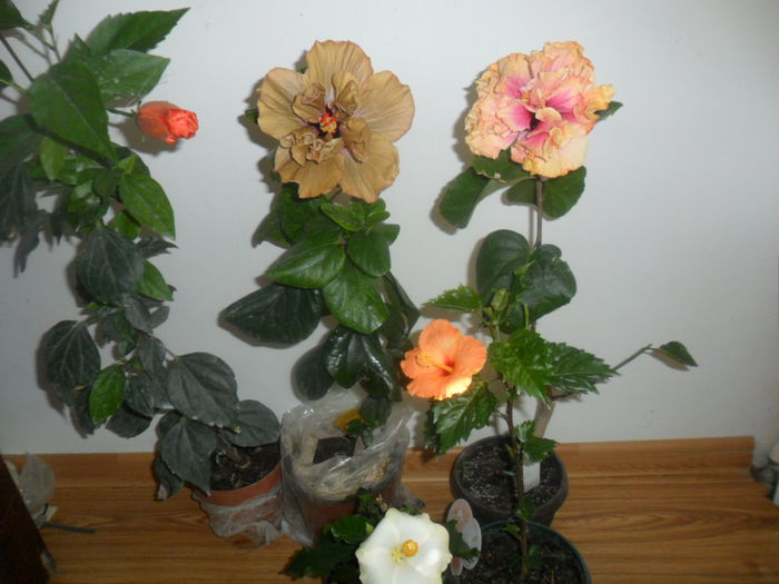 SAM_4832 - hibiscusi 2015-2