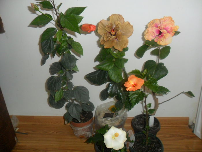 SAM_4833 - hibiscusi 2015-2