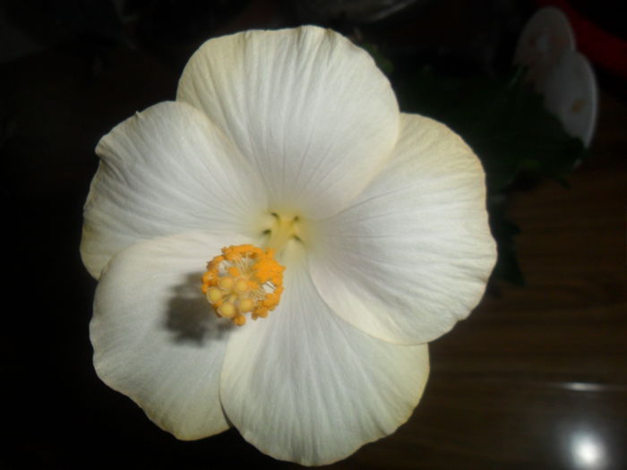 SAM_4850 - hibiscusi 2015-2