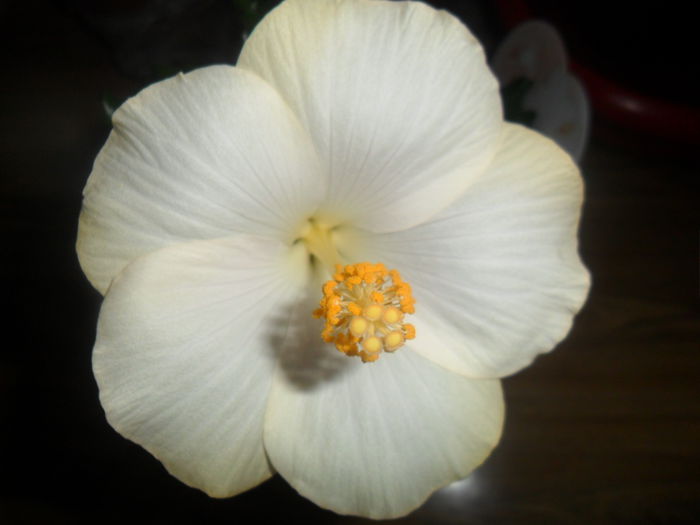 SAM_4851 - hibiscusi 2015-2