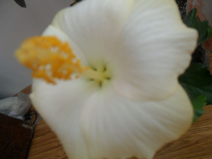 SAM_4816 - hibiscusi 2015-2