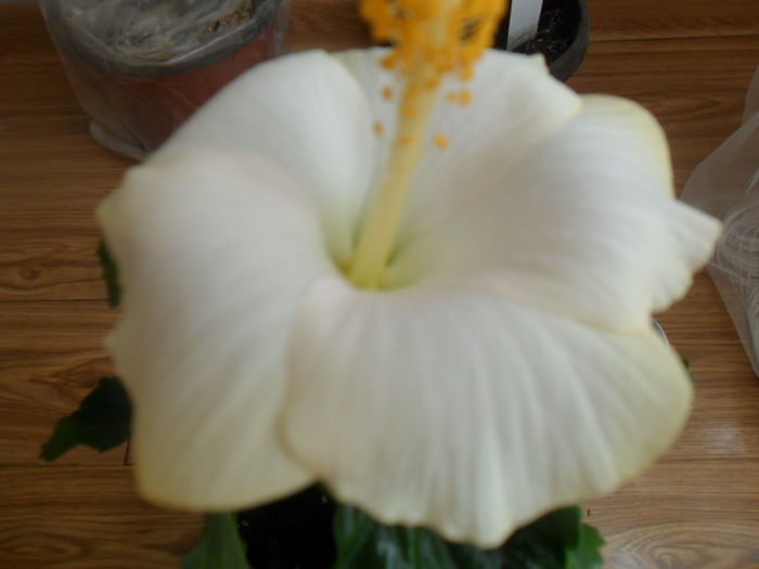 SAM_4817 - hibiscusi 2015-2