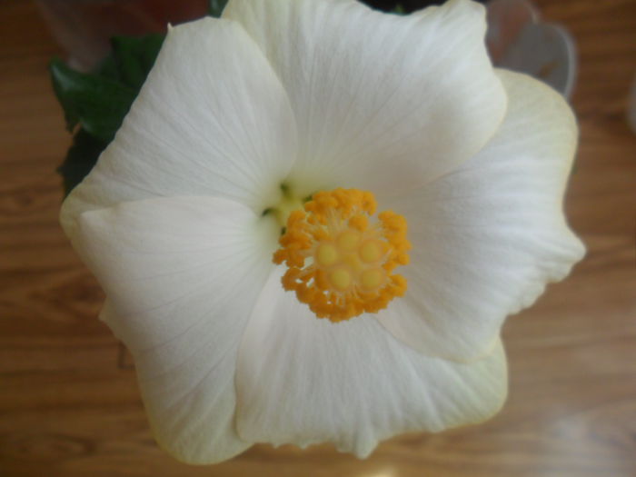 SAM_4820 - hibiscusi 2015-2