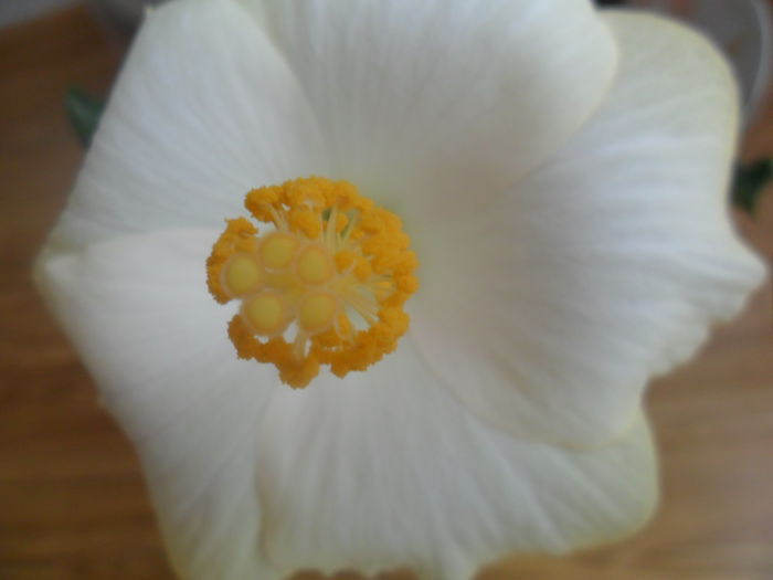 SAM_4821 - hibiscusi 2015-2