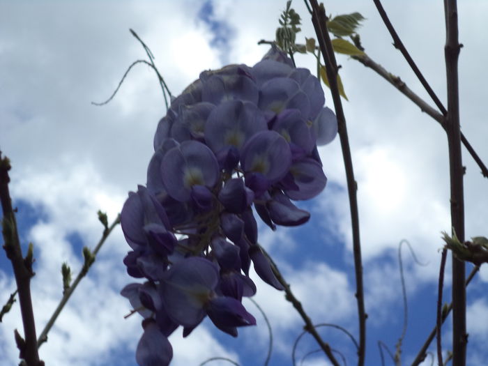Wisteria - 2015 Flori in  gradina