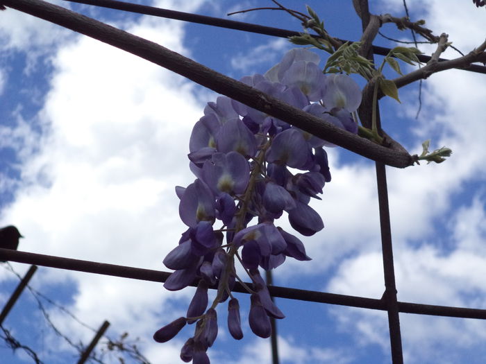Wisteria - 2015 Flori in  gradina