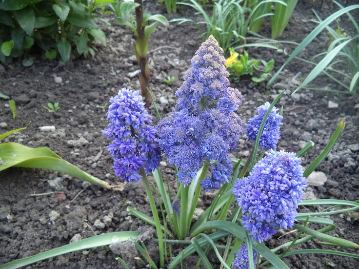 Muscari Fantasy Creation - 2015 Flori in  gradina