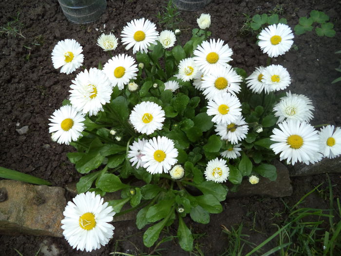 DSC03612 - 2015 Flori in  gradina