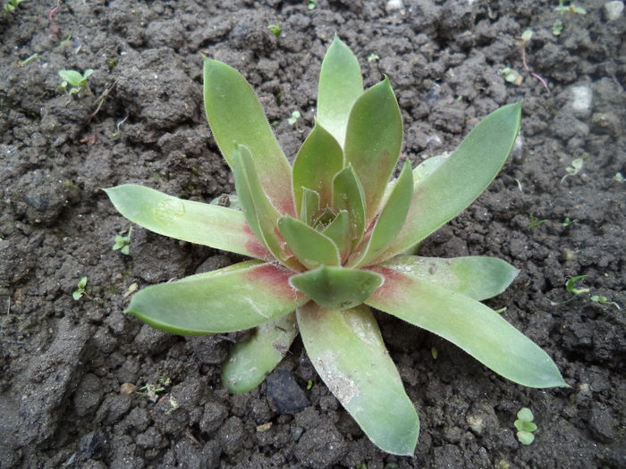 DSC03613 - 2015 Flori in  gradina