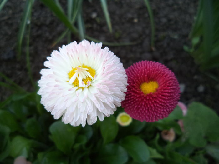 DSC03632 - 2015 Flori in  gradina