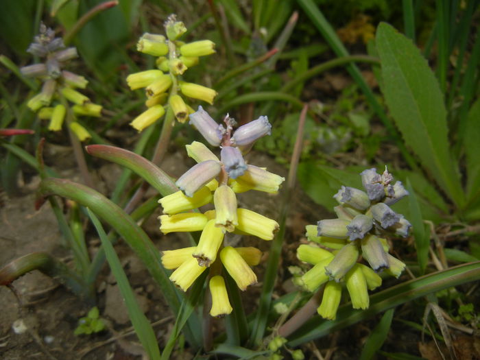 Muscari Golden Fragrance (2015, Apr.21)