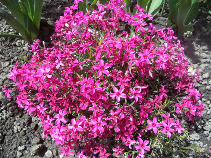 Phlox Sabulata - 2015 Flori in  gradina