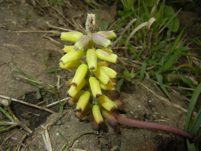 Muscari Golden Fragrance (2015, Apr.21)