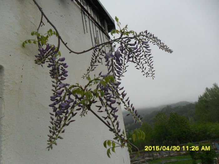 SAM_9233 - Wisteria 2015