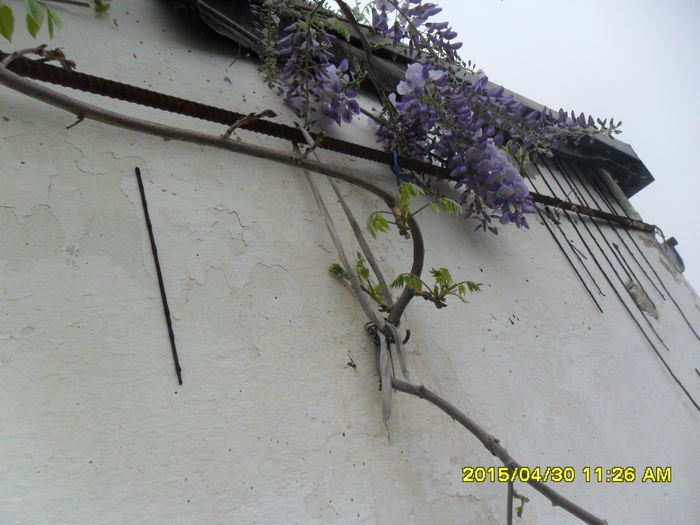 SAM_9234 - Wisteria 2015