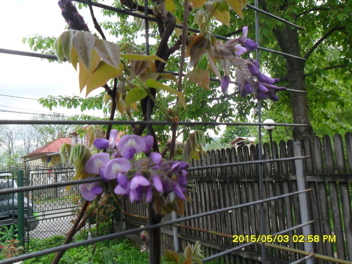 SAM_9262 - Wisteria 2015 de acasa