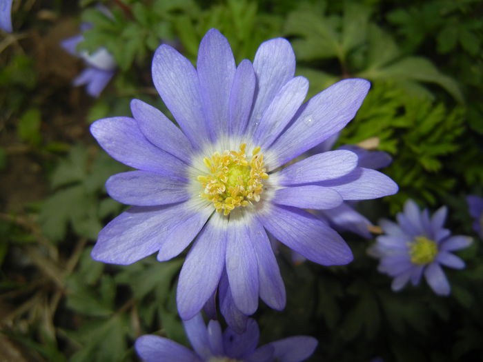 Anemone Blue Shades (2015, April 21) - Anemone Blue Shades