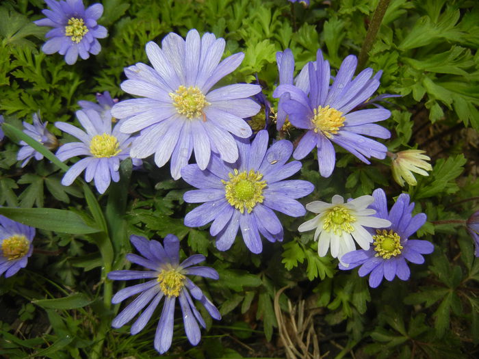 Anemone Blue Shades (2015, April 21) - Anemone Blue Shades