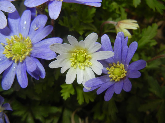 Anemone Blue Shades & White Splendour - ANEMONE