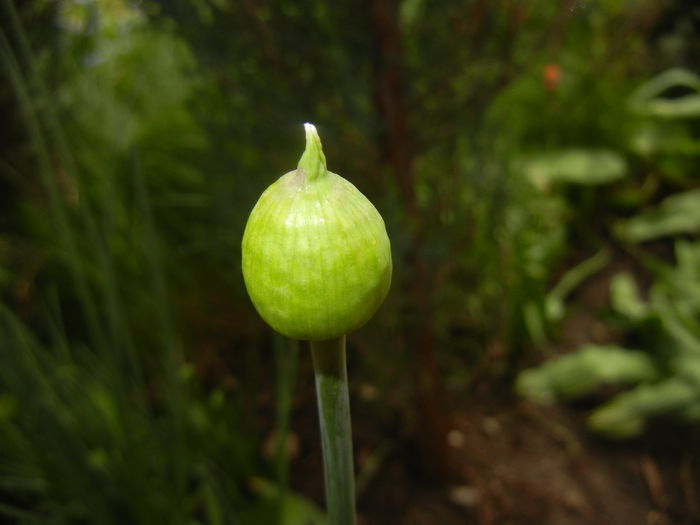 Allium Purple Sensation (2015, April 22)